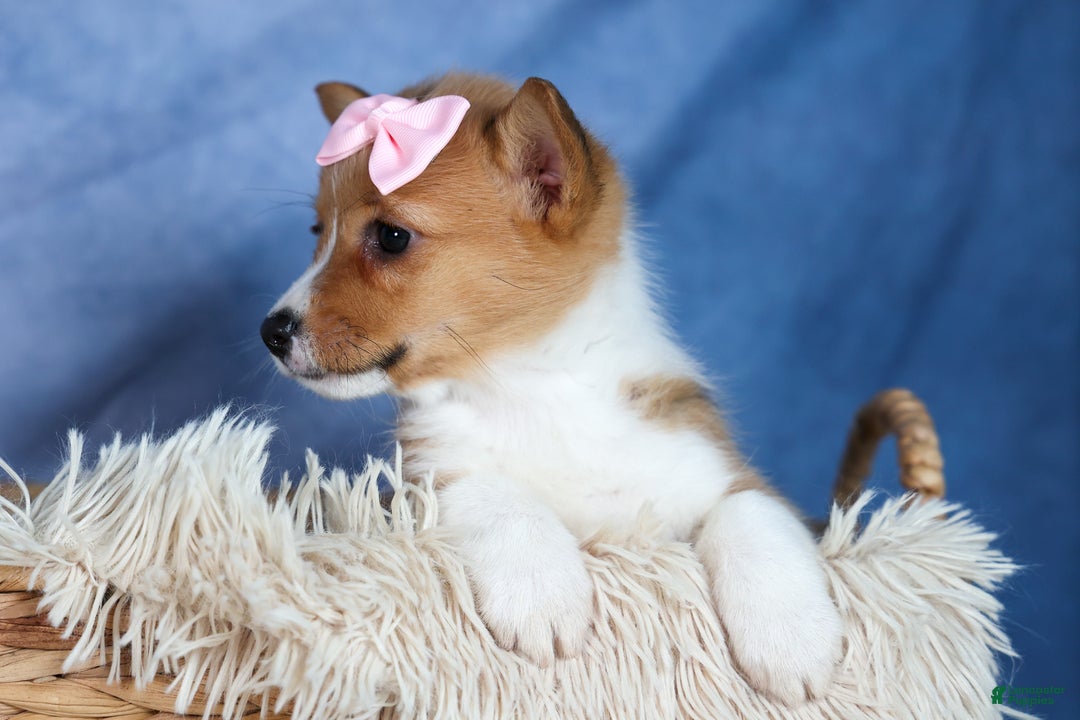 Welsh Corgi Pembroke dogs for sale: Amber - Ad 2