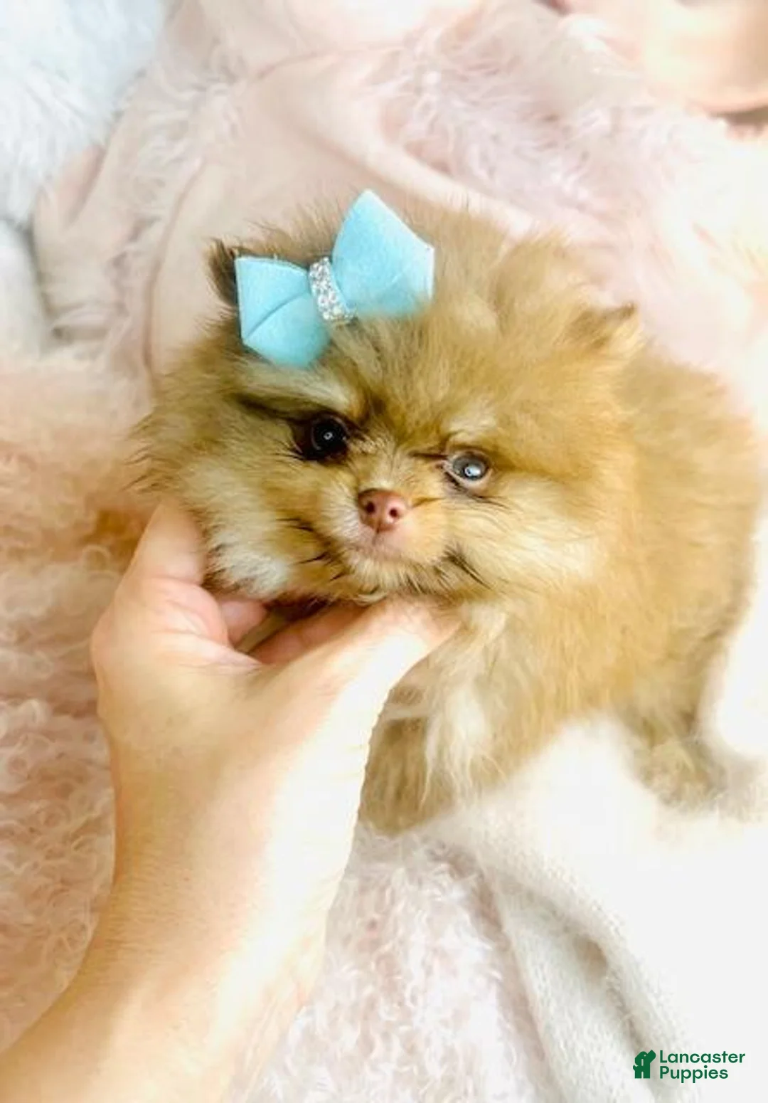 Pomeranian dogs for sale: Pomeranian Puppy 1 - Ad 3