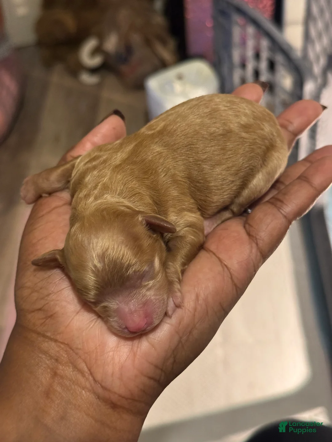 Shihpoo dogs for sale: Daniela - Ad 2