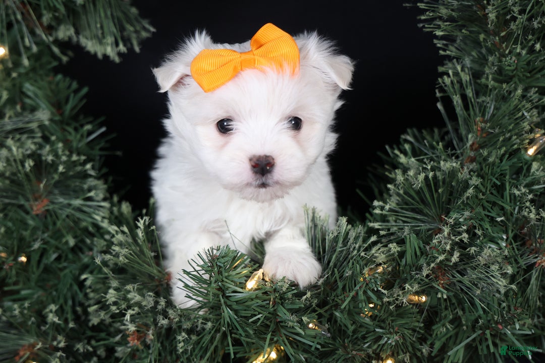 Maltese dogs for sale: APOLLO - Ad 11