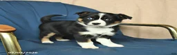 Mixed Breed dogs for sale: Rachel - Ad 1