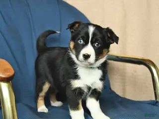 Mixed Breed dogs Rachel - Ad 33