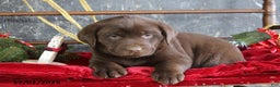 Labrador Retriever dogs for sale: Kimmy - Ad 1