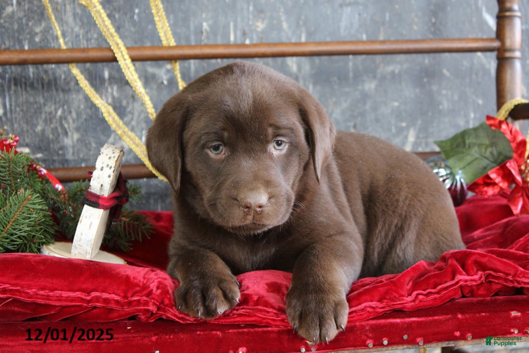 Labrador Retriever dogs for sale: Kimmy - Ad 1