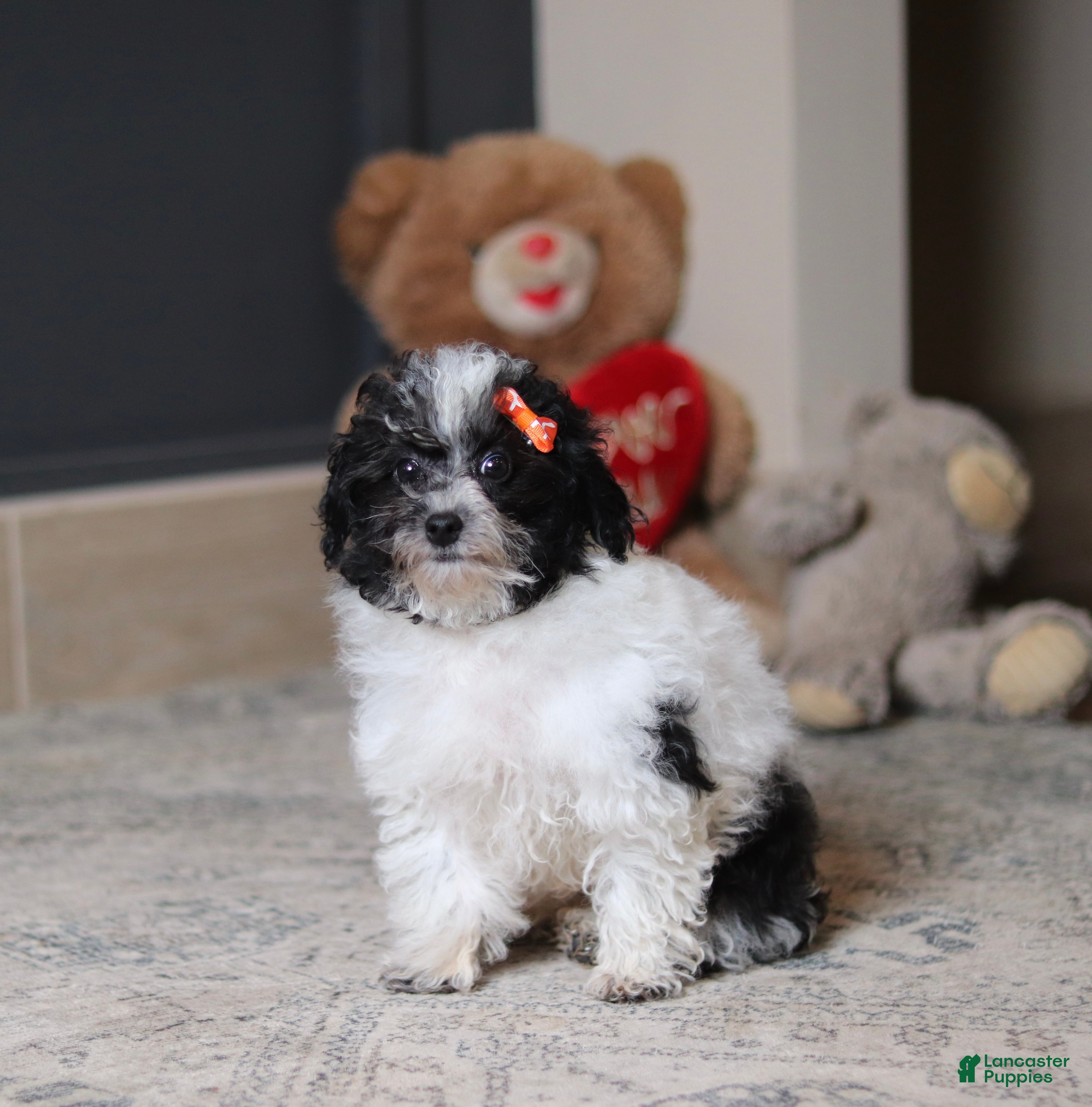Toy Poodle dogs Rose - Ad 2