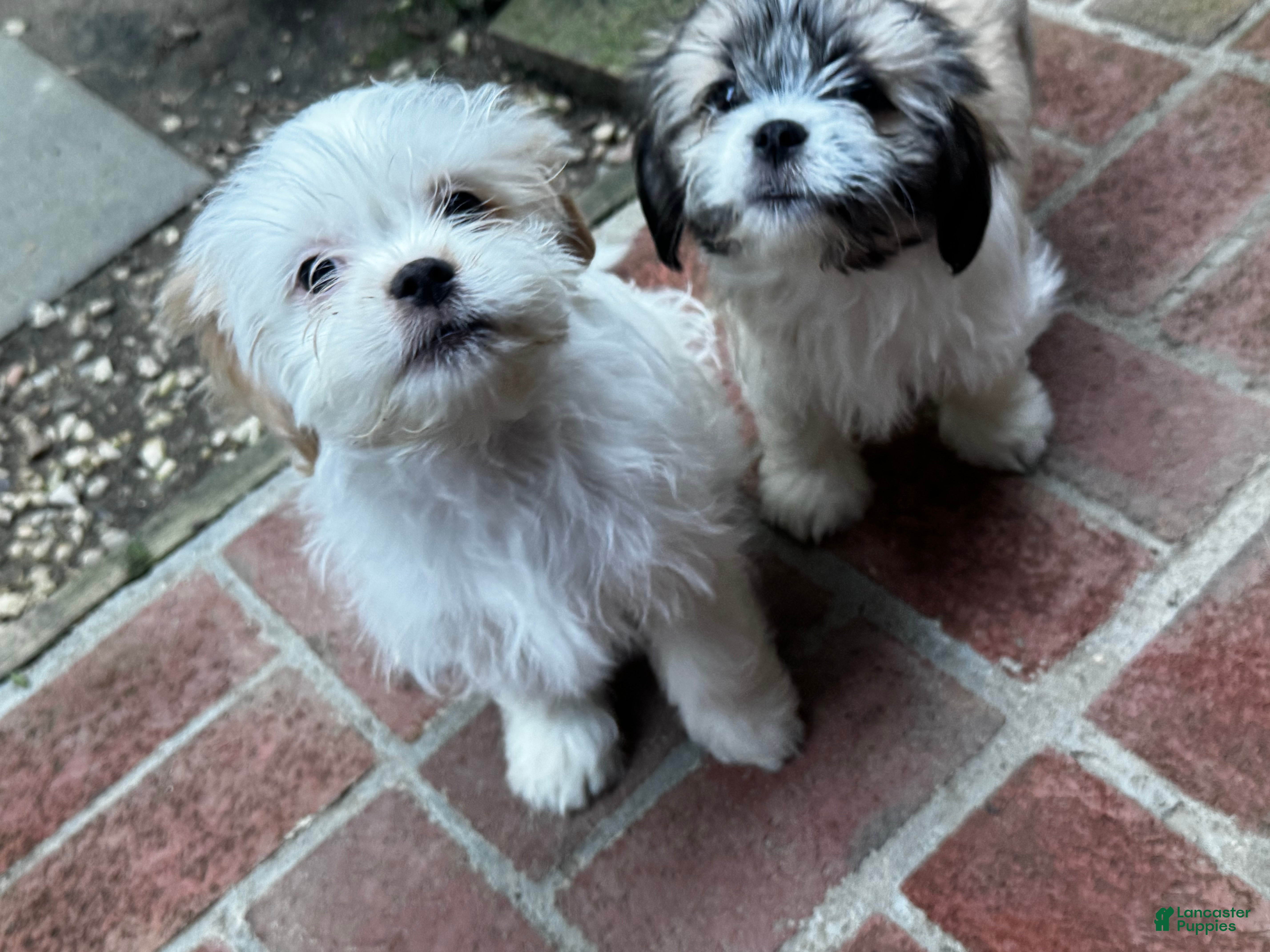 Shih Tzu dogs for sale: Shiro - Ad 4