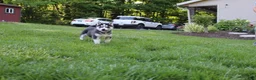 Siberian Husky dogs for sale: Reno - Ad 4