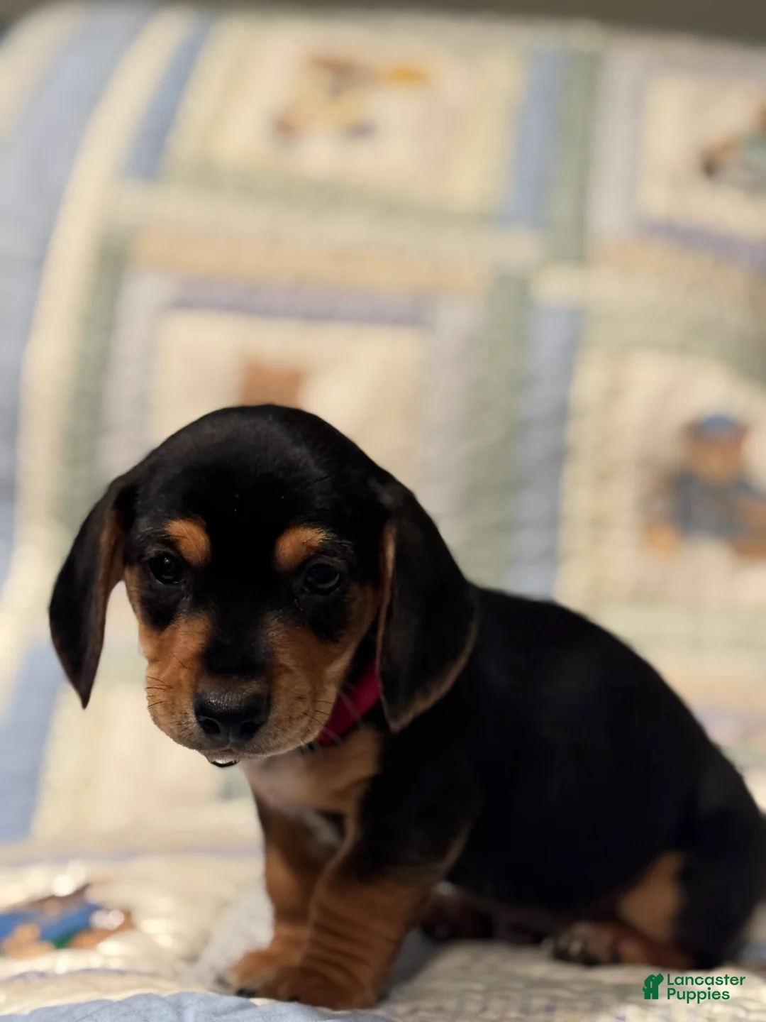 Mixed Breed dogs for sale: Rocky  - Ad 1