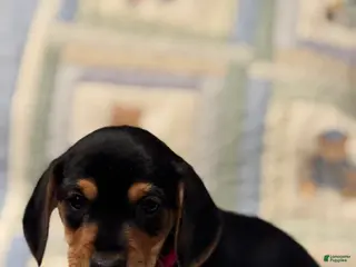 Mixed Breed dogs Rocky - Ad 42