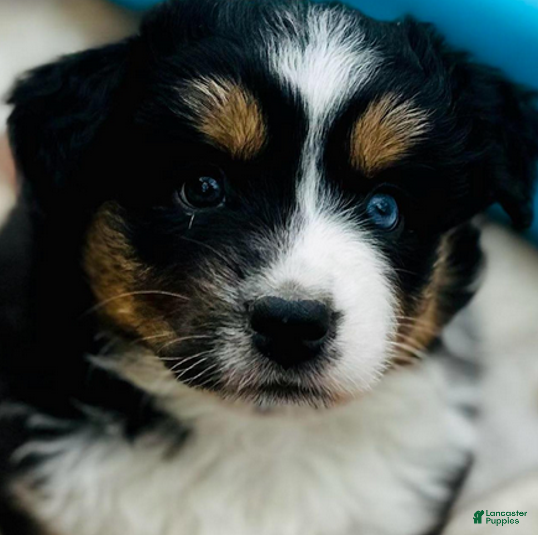 Miniature Australian Shepherd dogs for sale: Georgie - Ad 2