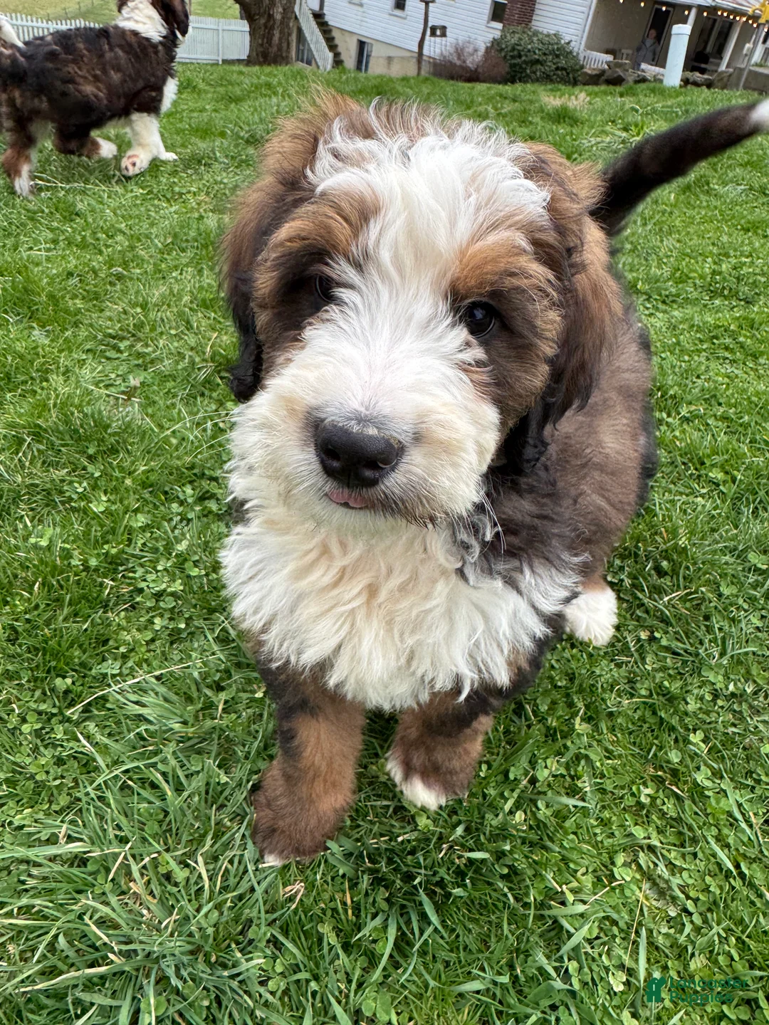 Bernedoodle dogs for sale: Sadie - Ad 2