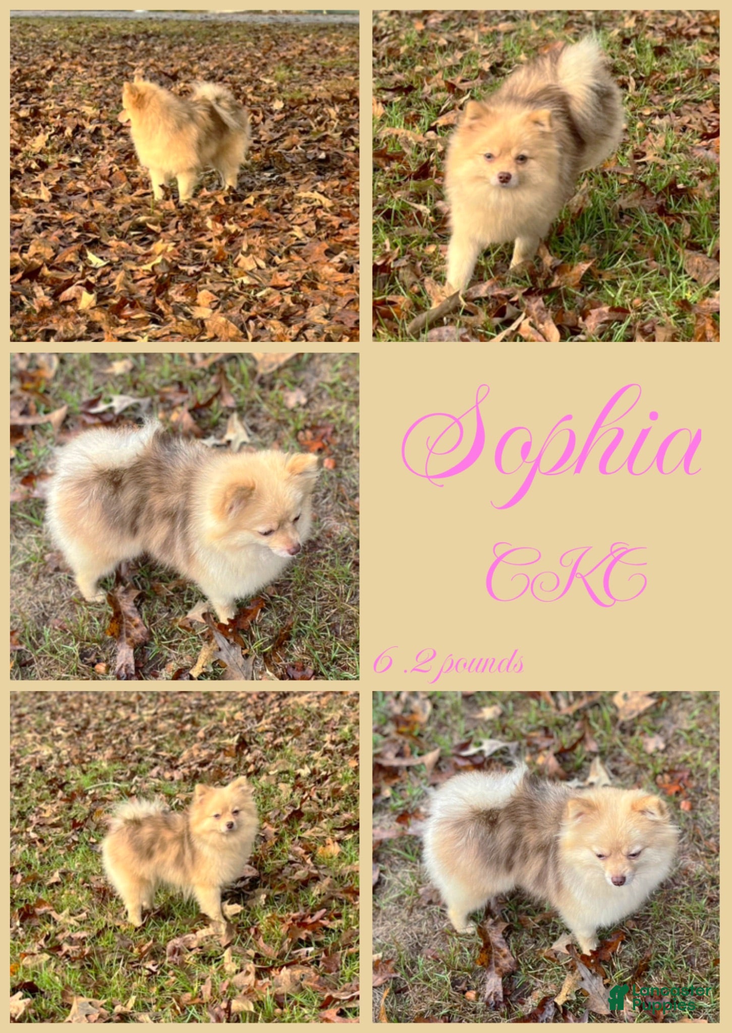 Pomeranian dogs Mocha - Ad 2