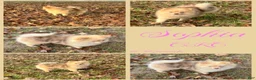 Pomeranian dogs for sale: Mocha - Ad 2