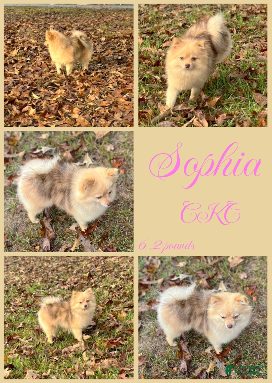 Pomeranian dogs for sale: Mocha - Ad 2