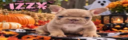 French Bulldog dogs for sale: Rollie - Ad 5