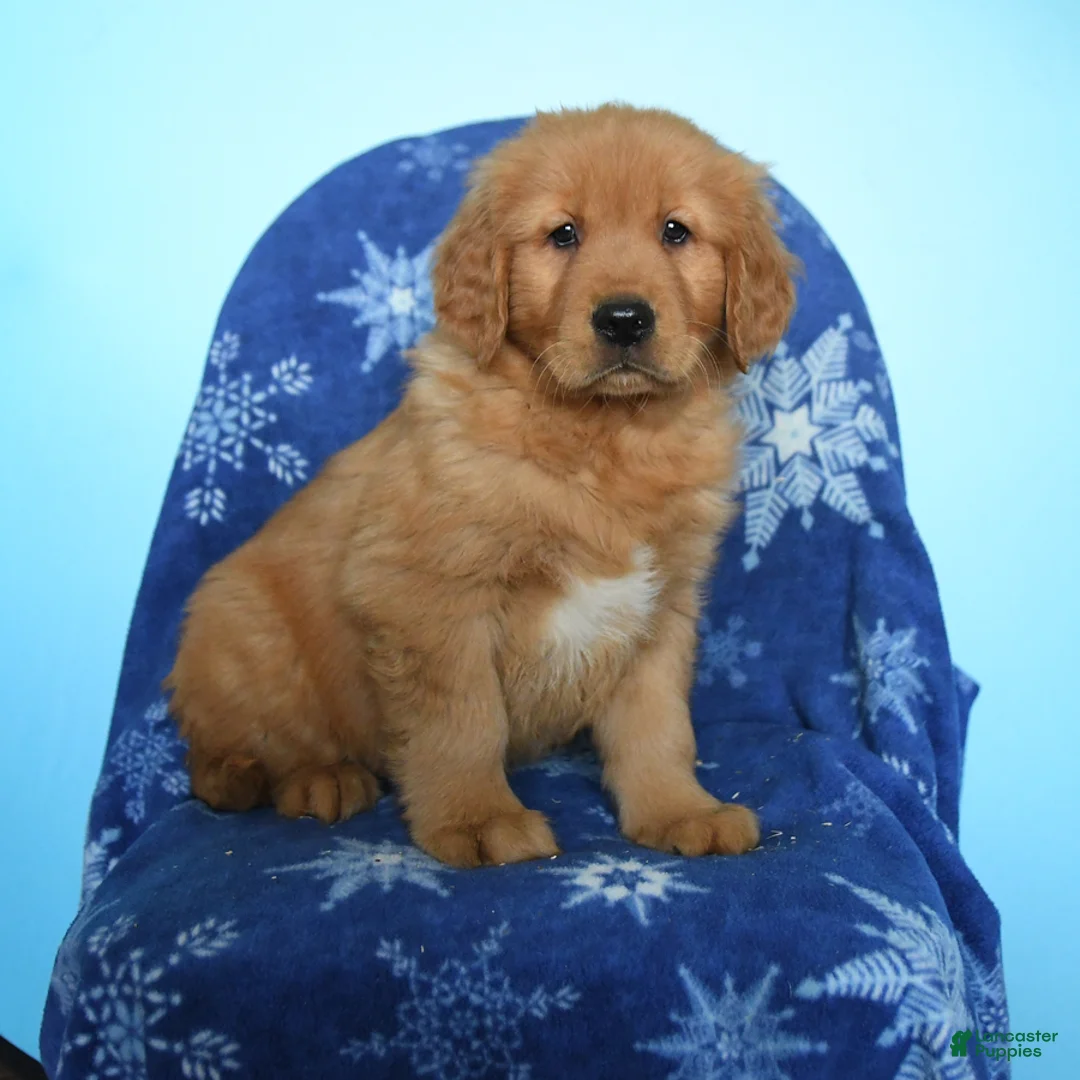 Golden Retriever dogs for sale: Winslow - Ad 1