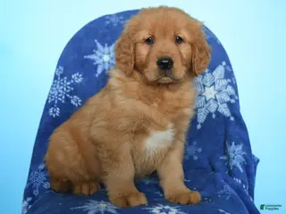 Golden Retriever dogs Winslow - Ad 38