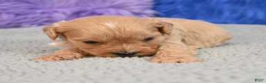 Cavapoo 5