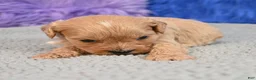 Cavapoo dogs for sale: Cavapoo 5 - Ad 1