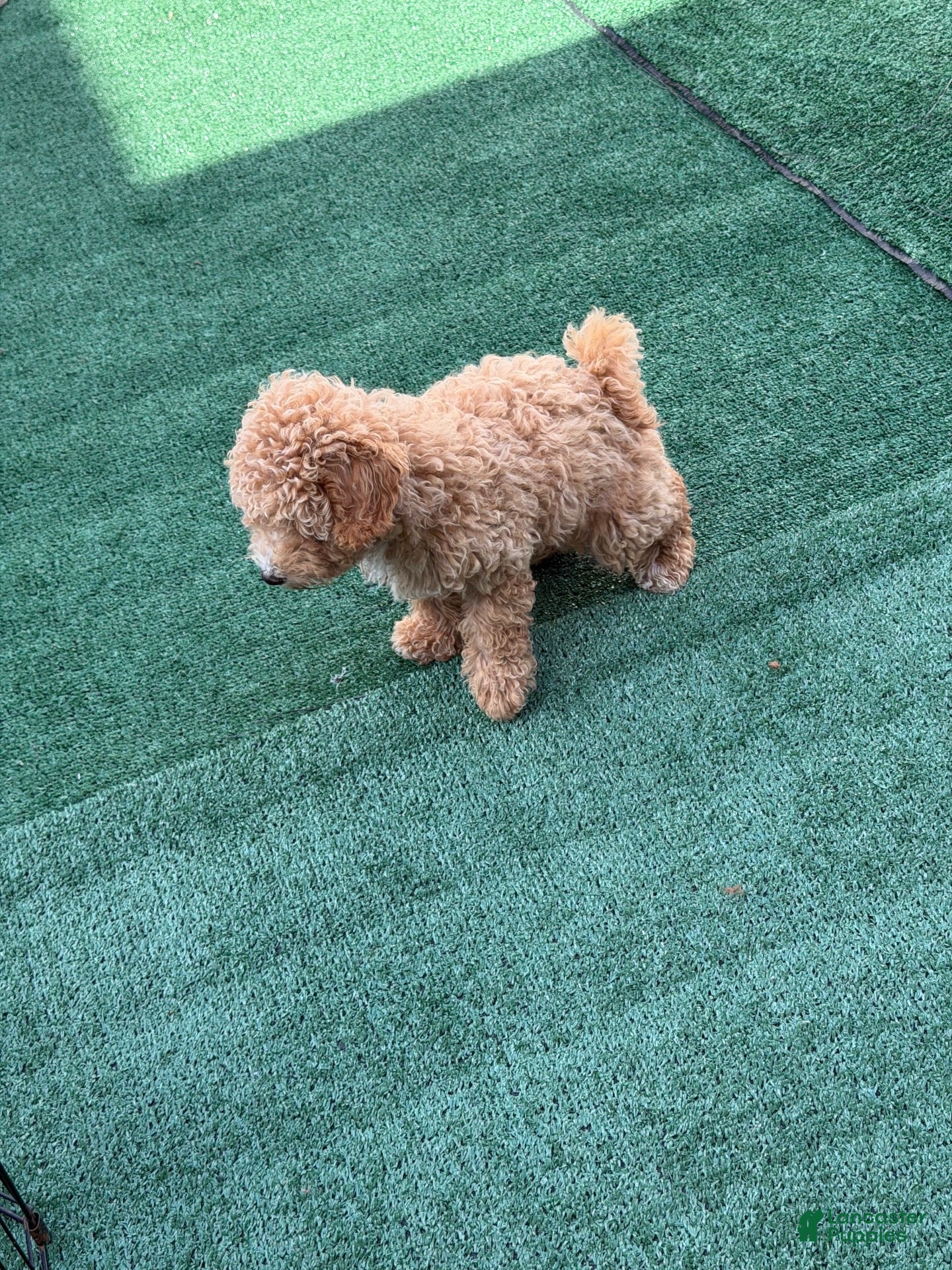 Bichpoo dogs Brielle - Ad 1