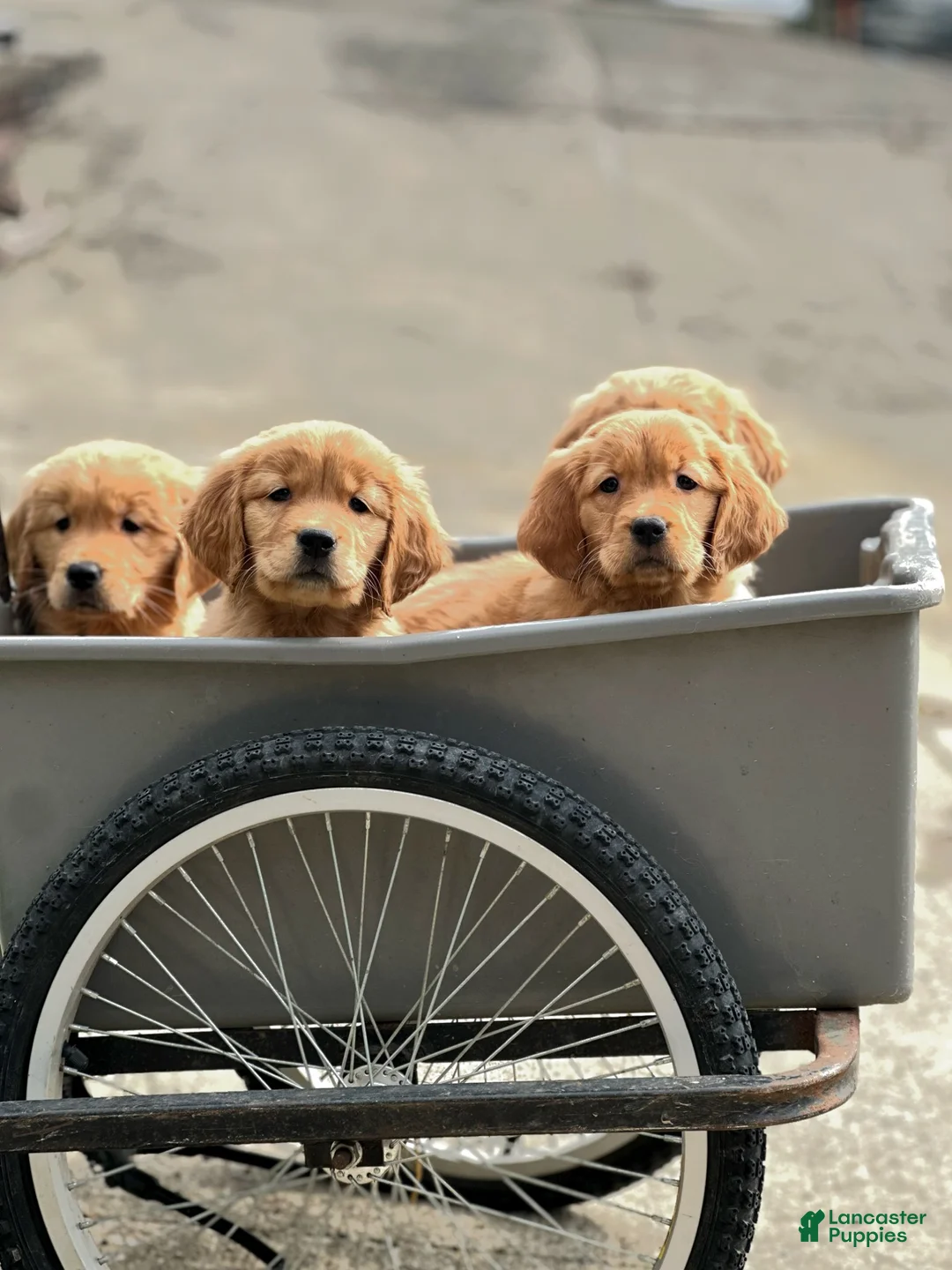 Golden Retriever dogs for sale: Golden Retriever Puppy 2 - Ad 4