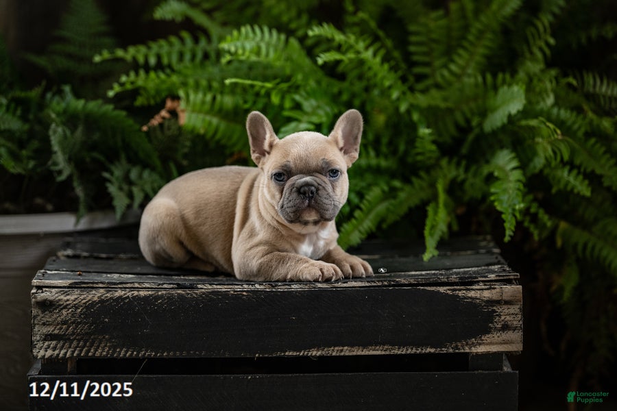French Bulldog dogs Rebecca - Ad 32