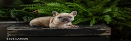 French Bulldog dogs for sale: Rebecca - Ad 1