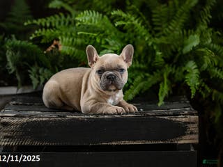 French Bulldog dogs Rebecca - Ad 42