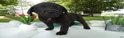 Sheprador dogs for sale: Sheprador 3 Kenny - Ad 4