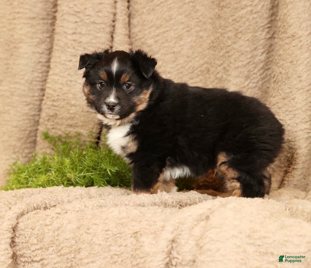 Miniature Australian Shepherd dogs Drake - Ad 4