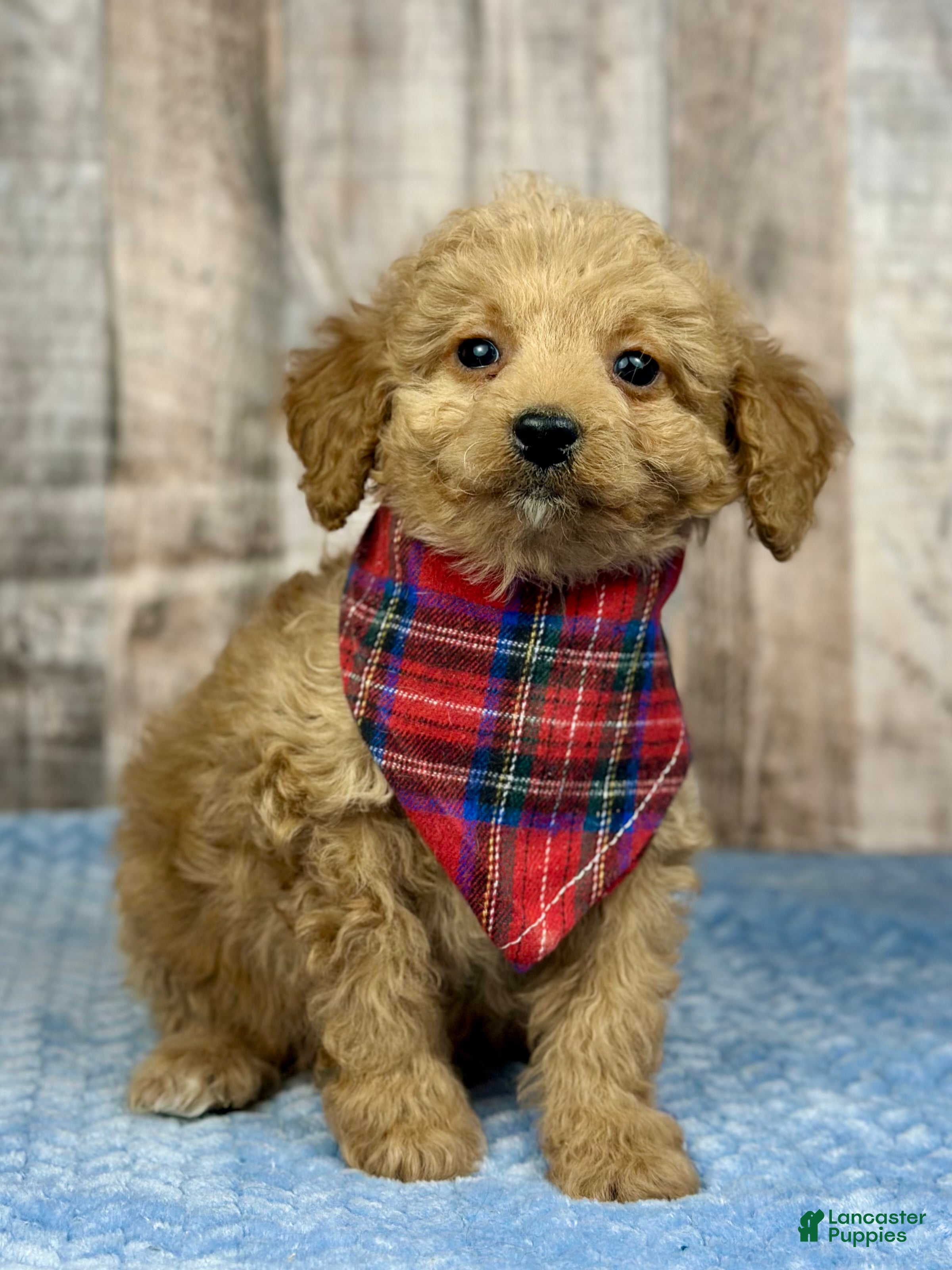 Mini Bernedoodle dogs Girl Ruby - 5111 - Ad 27