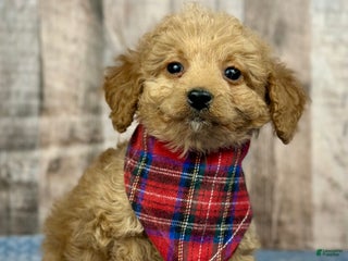 Mini Bernedoodle dogs Girl Ruby - 5111 - Ad 34