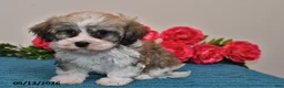 Havanese dogs for sale: Rex - Ad 4