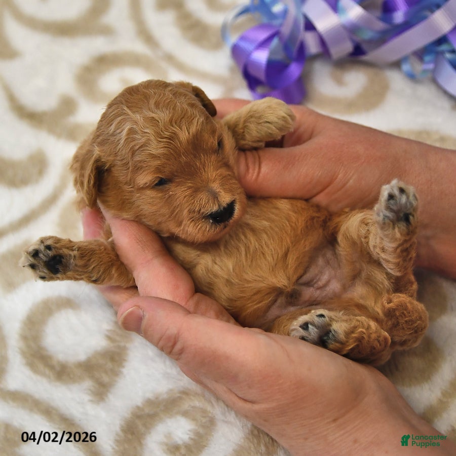 Mini Goldendoodle dogs Simon - Ad 2