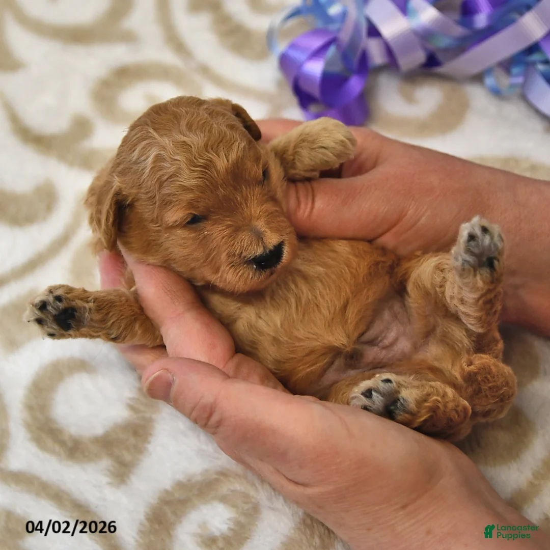 Mini Goldendoodle dogs for sale: Simon - Ad 2