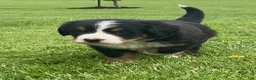 Bernese Mountain Dog dogs for sale: Alexa  - Ad 6