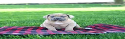 Cane Corso dogs for sale: Ikey - Ad 3