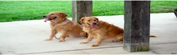 Golden Retriever dogs for sale: Golden Retriever Puppy 1 - Ad 2