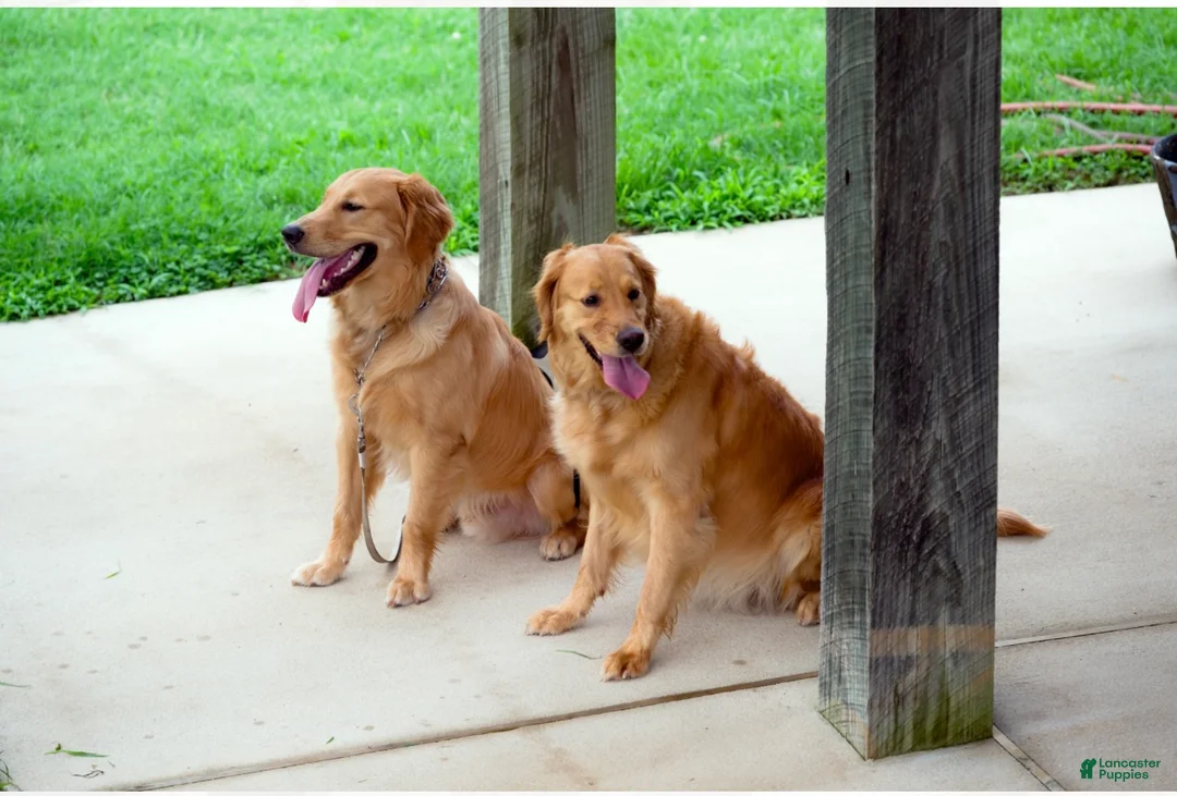 Golden Retriever dogs for sale: Golden Retriever Puppy 1 - Ad 2
