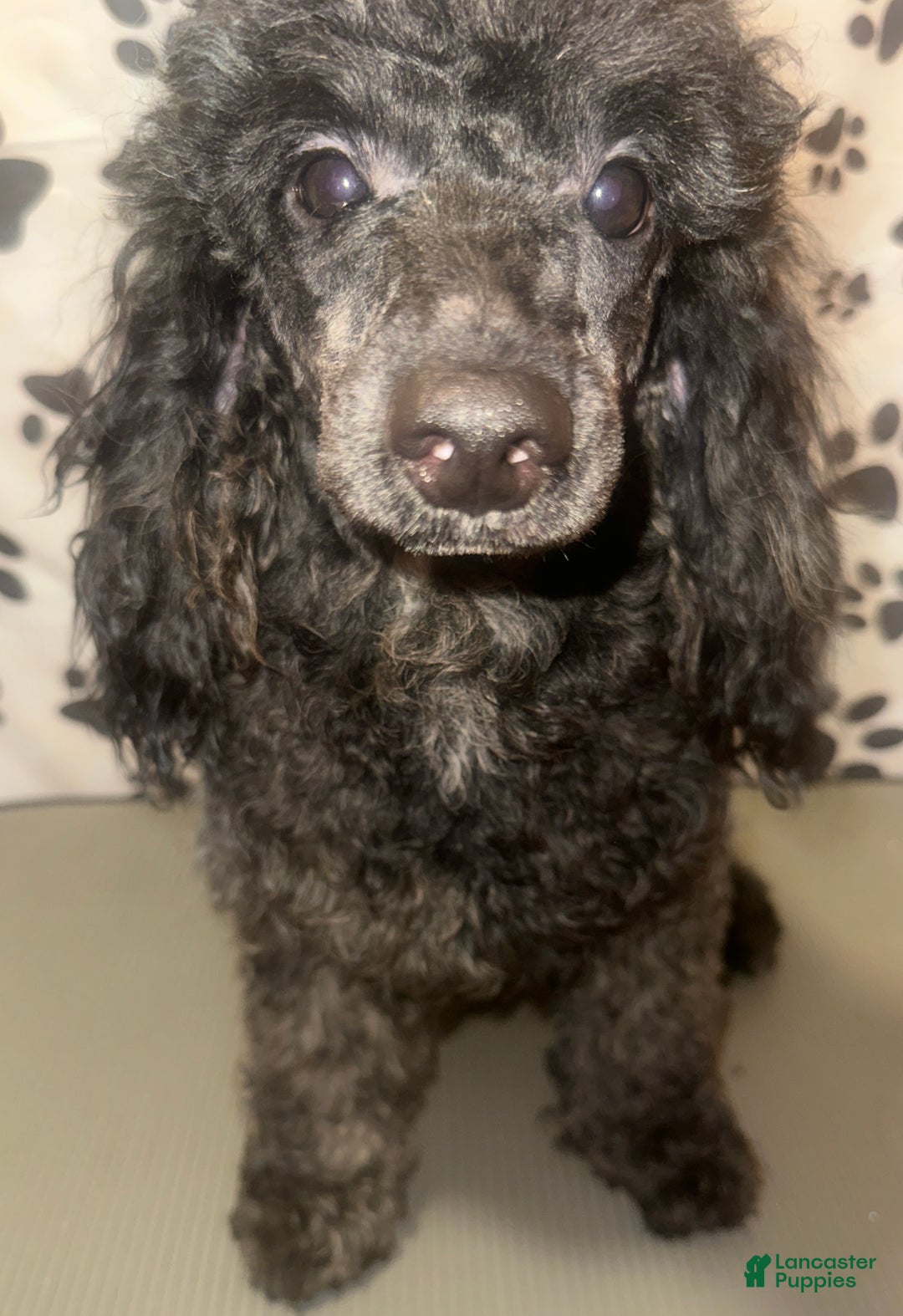 Toy Poodle dogs for sale: AKC Blaze  - Ad 5