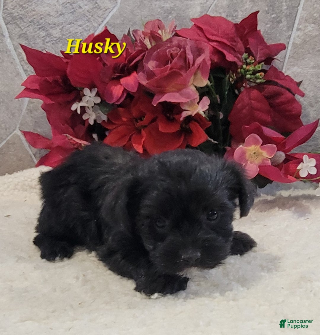 Morkie dogs for sale: Husky - Ad 3