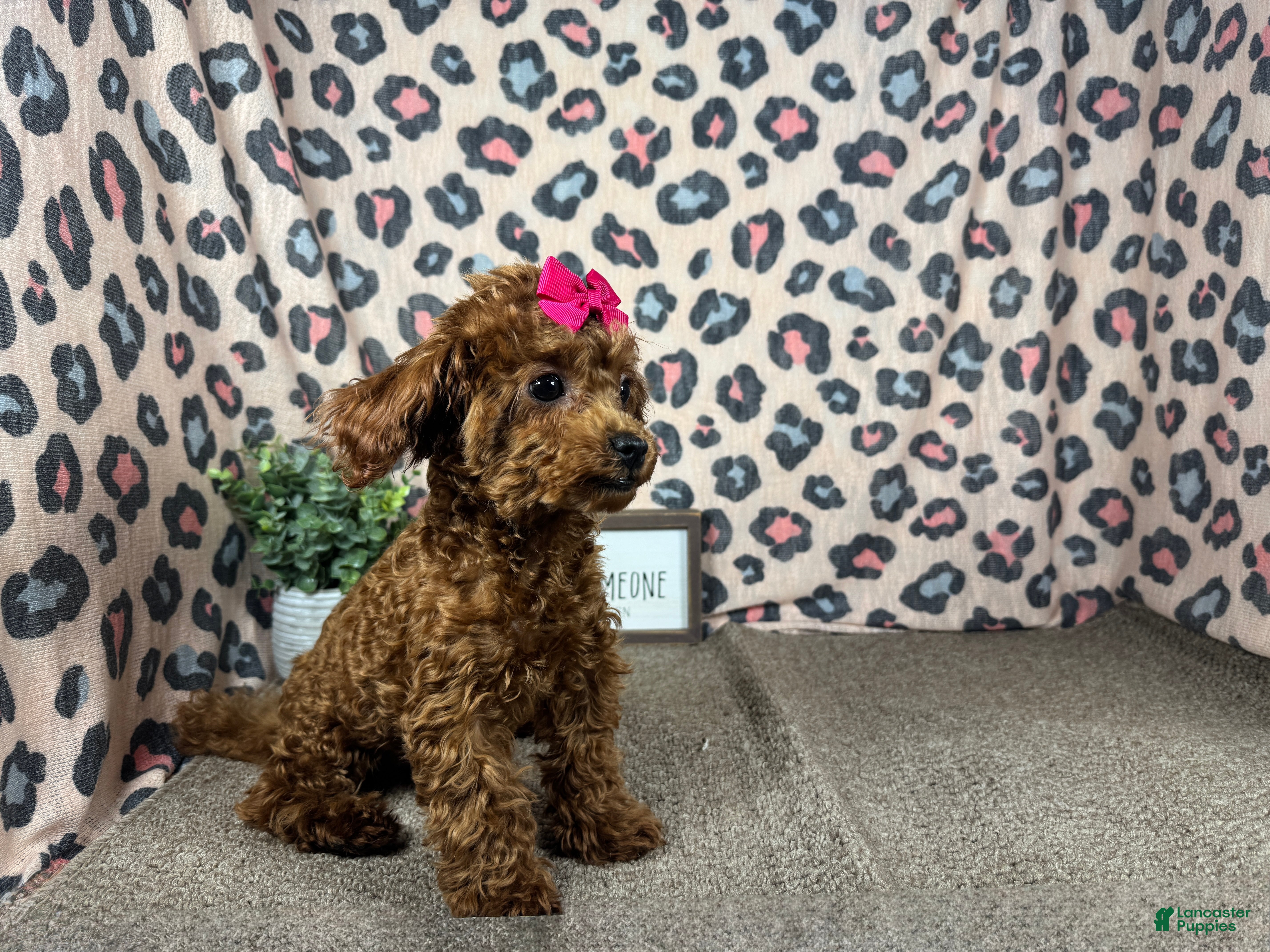 Toy Poodle dogs Toy Poodle 1 - Ad 1