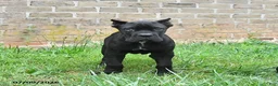 Cane Corso dogs for sale: Diamond - Ad 5
