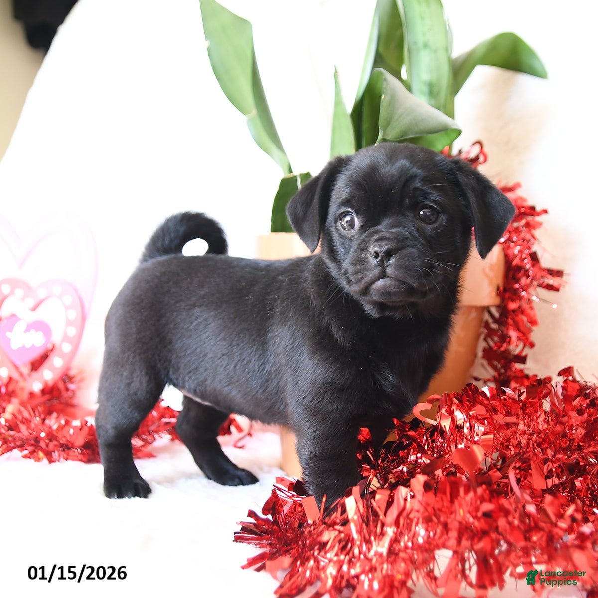 Mixed Breed dogs  Black Beauty  - Ad 3