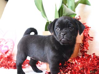 Mixed Breed dogs Black Beauty - Ad 33