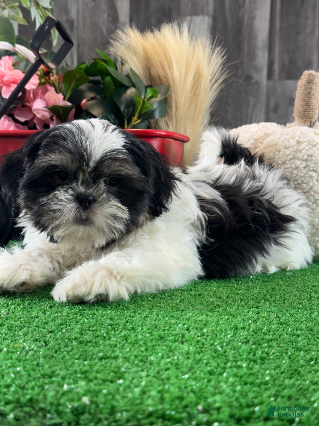Shih Tzu dogs for sale: Smokey  - Ad 3