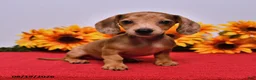 Miniature Dachshund dogs for sale: Daisy - Ad 3