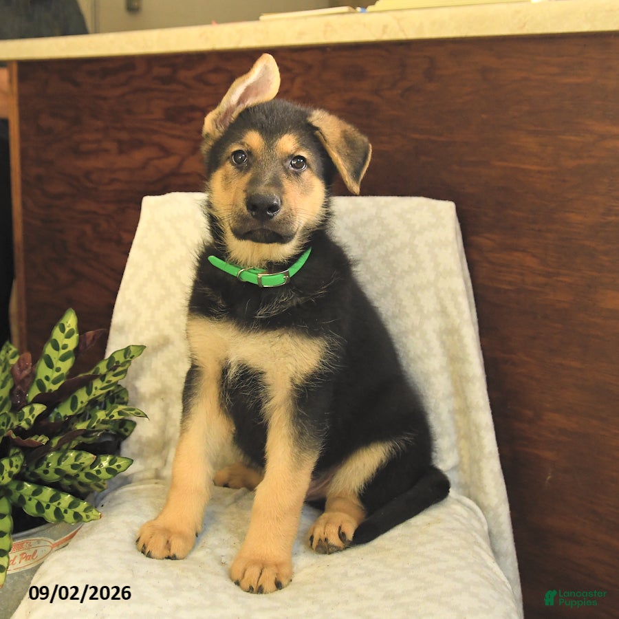 German Shepherd dogs Malcolm - Ad 1