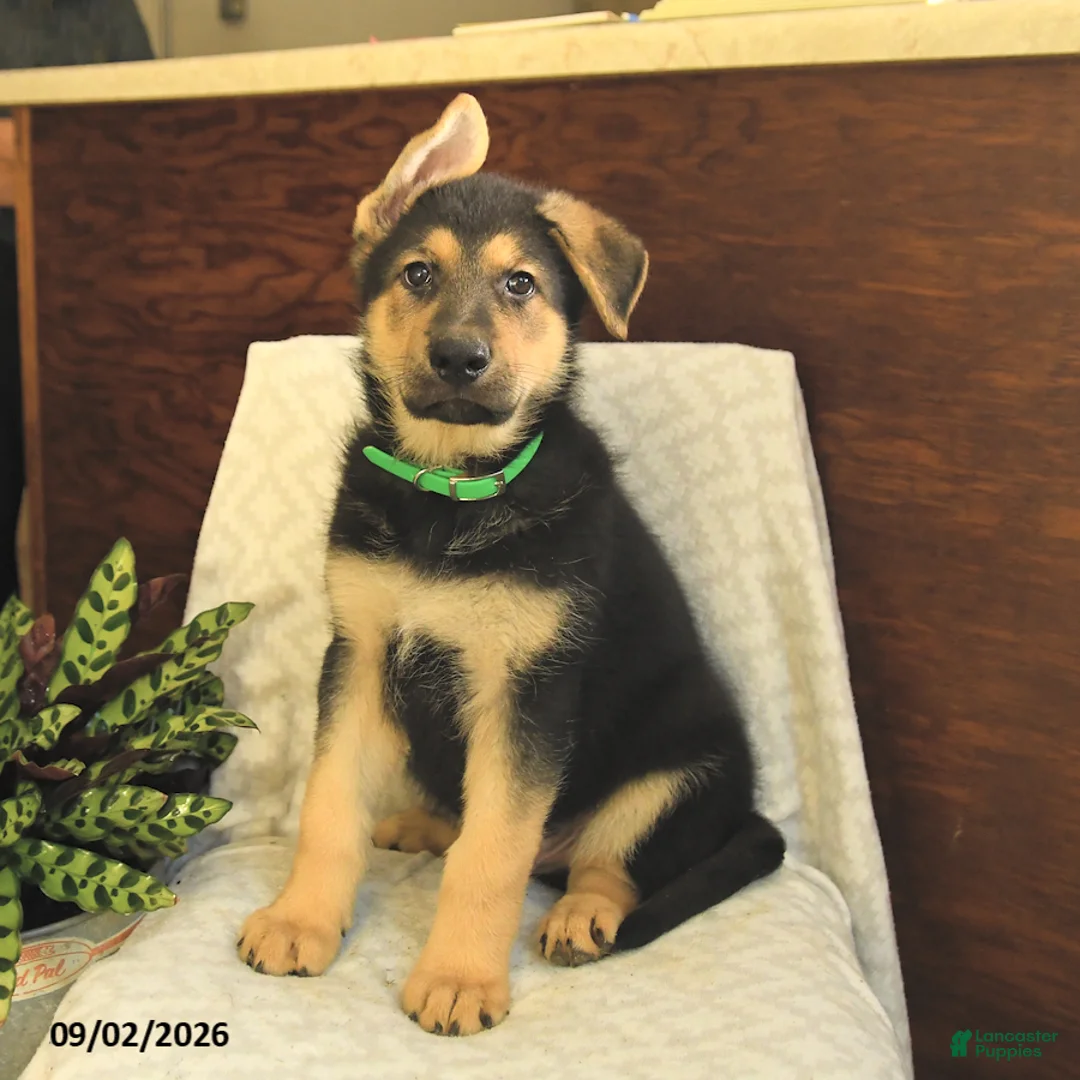 German Shepherd dogs for sale: Malcolm - Ad 1