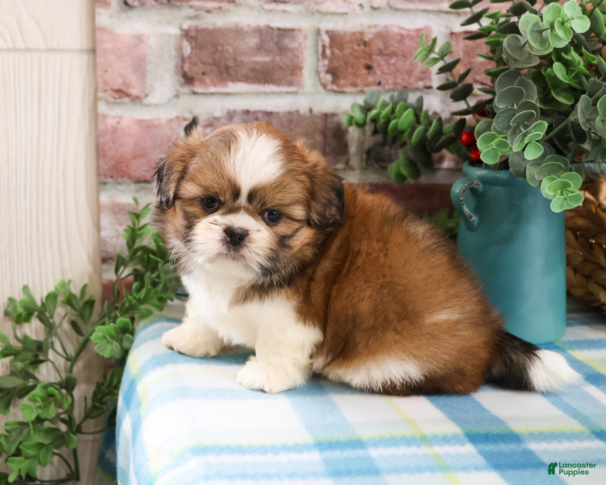 Shih Tzu dogs Fox  - Ad 30